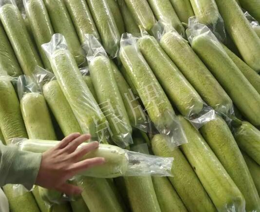 蔬菜種子種植戶客戶點評-這個絲瓜每畝能掙3萬，惠州客戶很滿意！
