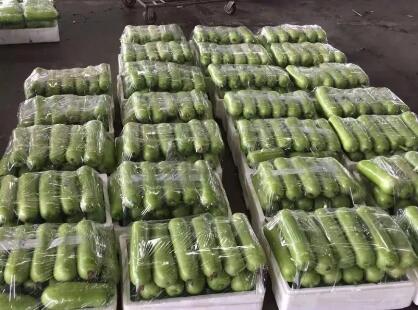 蔬菜種子種植戶客戶點評-上市早，價格好！我連續(xù)種了三年，滿意！