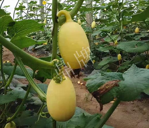 蔬菜種子種植戶客戶點評-上市了，14元/公斤。河南客戶發(fā)來…