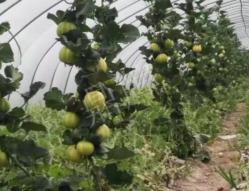 蔬菜種子種植戶客戶點評-我的乖乖，一株坐果15個，6元1斤，好賣得很！