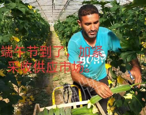 蔬菜種子種植戶客戶點評-羨慕！每公斤24元，“優(yōu)比1號”在法國的表現(xiàn)…