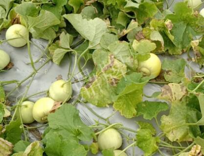蔬菜種子種植戶客戶點評-低溫寡照的天氣，它仍然優(yōu)秀！