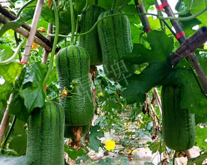 蔬菜種子種植戶客戶點(diǎn)評(píng)-這個(gè)新品種，讓我“頭痛”…