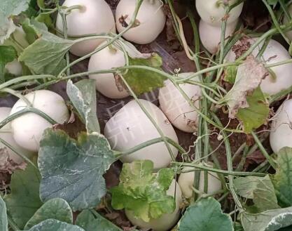 蔬菜種子種植戶客戶點評-“甜，真甜，真是甜！”