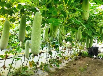 蔬菜種子種植戶客戶點評-我種的冬瓜，肉緊味甜，按個賣！
