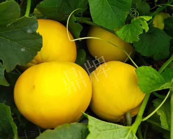 蔬菜種子種植戶客戶點評-純賺50萬，我這個“張大膽”榮光了一把！