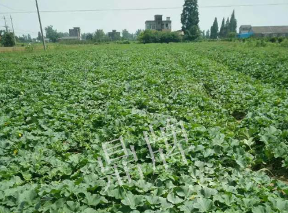 蔬菜種子種植戶客戶點評-今年秋季，什么甜瓜品種表現(xiàn)好？