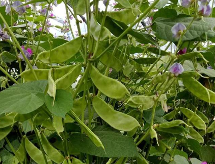 蔬菜種子種植戶客戶點評-一梭梭的，真是結(jié)坨了，“特早春”扁豆市斤批價達(dá)到10元