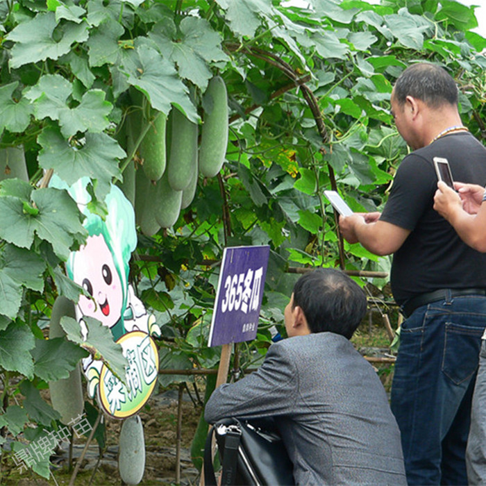 蔬菜種子種植戶(hù)鼎牌種植戶(hù)-365冬瓜示范基地（漢壽）