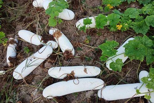 您種植過(guò)“堆堆瓜”嗎？看一看，地上全是瓜！一睹芳容