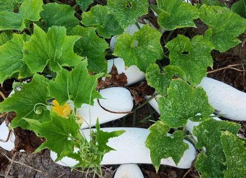 您種植過(guò)“堆堆瓜”嗎？看一看，地上全是瓜！一睹芳容