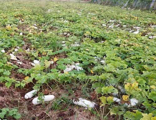 您種植過(guò)“堆堆瓜”嗎？看一看，地上全是瓜！一睹芳容