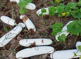 蔬菜種子種植戶客戶點評-您種植過“堆堆瓜”嗎？看一看，地上全是瓜！一睹芳容！