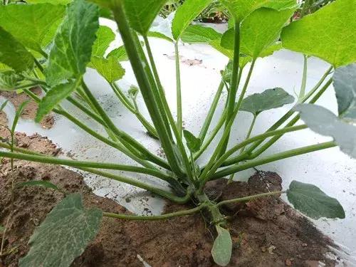 菜農種植無需噴農藥的蔬菜，不僅栽培簡單、而且效益高