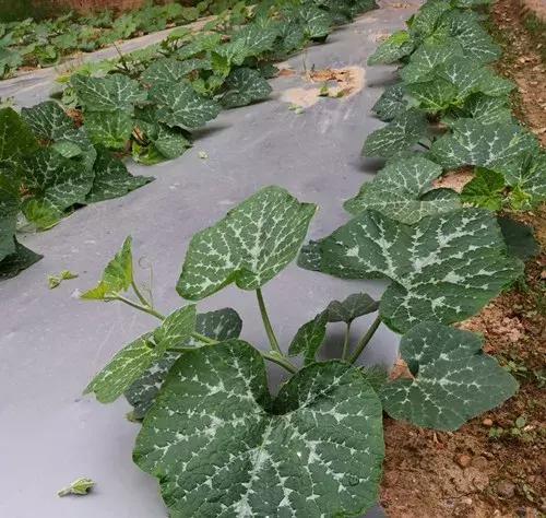 菜農種植無需噴農藥的蔬菜，不僅栽培簡單、而且效益高