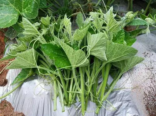 菜農種植無需噴農藥的蔬菜，不僅栽培簡單、而且效益高