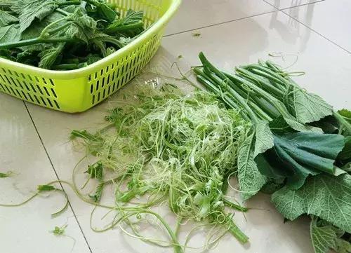 菜農種植無需噴農藥的蔬菜，不僅栽培簡單、而且效益高