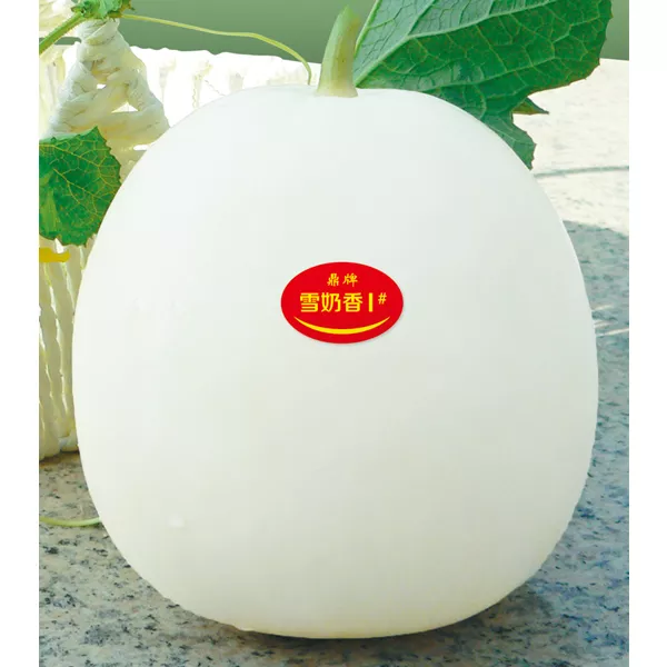 薄皮甜瓜，哪個品種最好呢？畝產(chǎn)高達(dá)10萬，附4種市場爆款品種