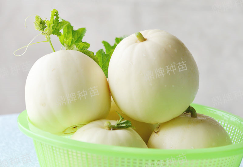 就這4個(gè)薄皮甜瓜，畝產(chǎn)萬(wàn)斤很輕松，瓜果菜農(nóng)搶著種植