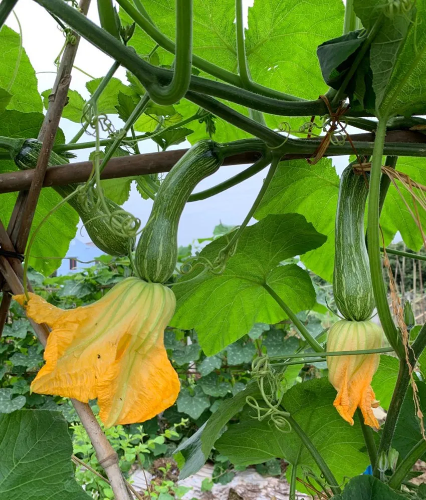 3元1斤的健美蜜本南瓜快成熟了，緬甸種植戶(hù)發(fā)來(lái)圖片與視頻