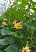 蔬菜種子種植戶客戶點評-在大棚內(nèi)栽培“健美蜜本”南瓜，怎么樣？看菜農(nóng)石昌斌發(fā)來的圖片