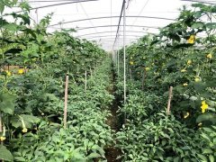 蔬菜種子種植戶客戶點評-這個品種，結(jié)瓜太夸張了！太恐怖了！
