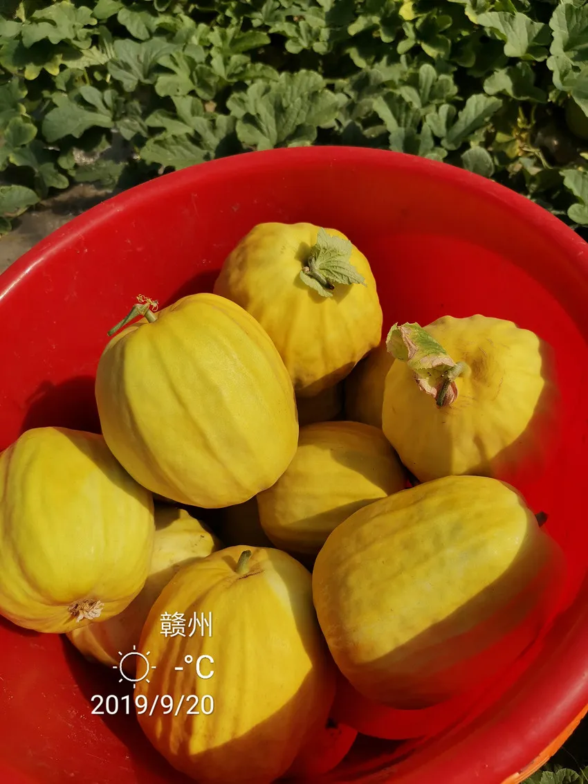 高溫季節(jié)種植甜瓜，什么品種最好？這個品種是秋季上市的專用品種