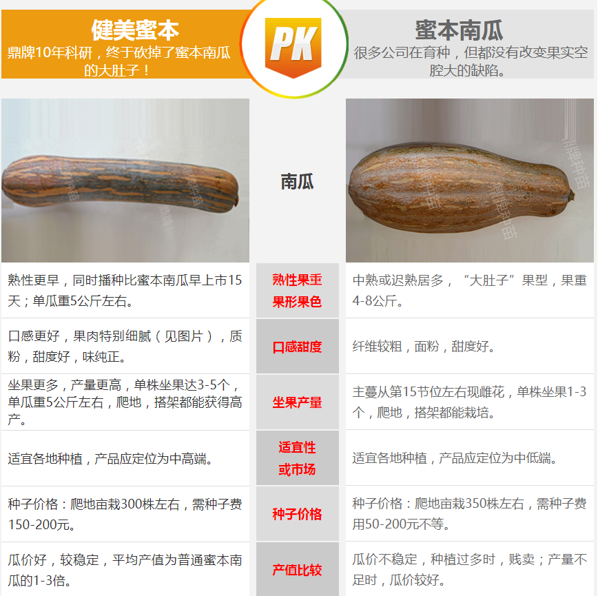 生吃都好吃南瓜新品種，沒(méi)有大肚子，肉質(zhì)更密致，農(nóng)戶試種下