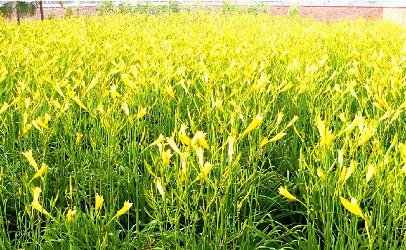 一斤接近20塊，原來它才是最火的國民蔬菜！全國都適種