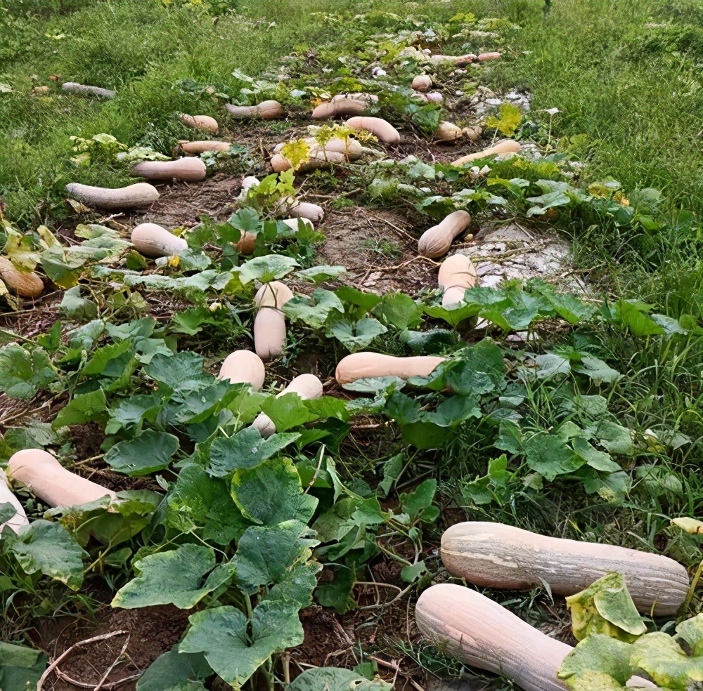 一位轉(zhuǎn)業(yè)后的特種兵，辦農(nóng)場種瓜菜，靠1個優(yōu)點，年賺200萬