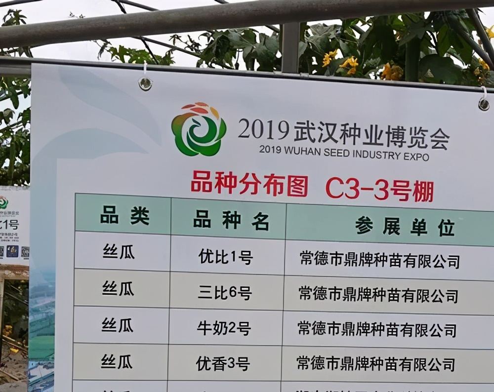這個絲瓜畝產(chǎn)可達(dá)8000公斤，菜農(nóng)2021年致富的絲瓜品種