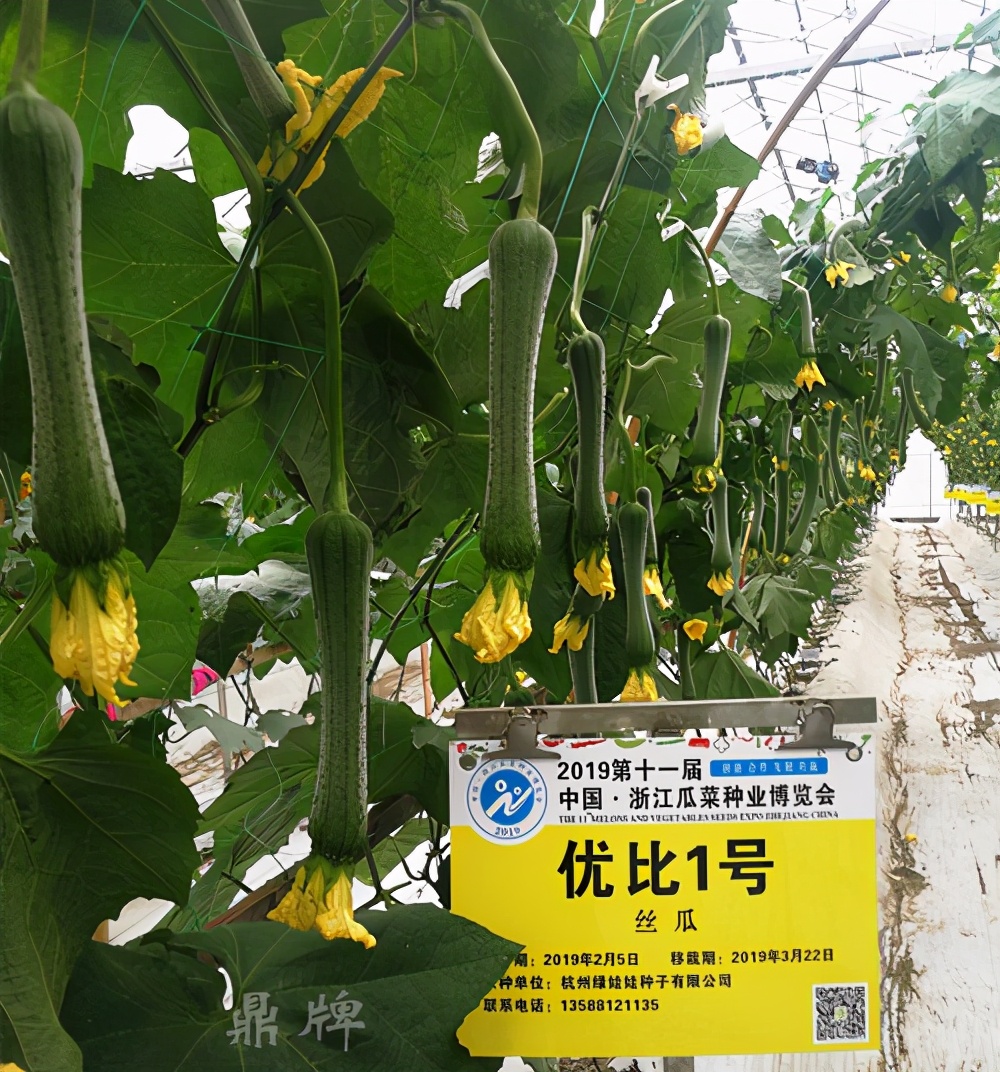 這個絲瓜畝產(chǎn)可達(dá)8000公斤，菜農(nóng)2021年致富的絲瓜品種