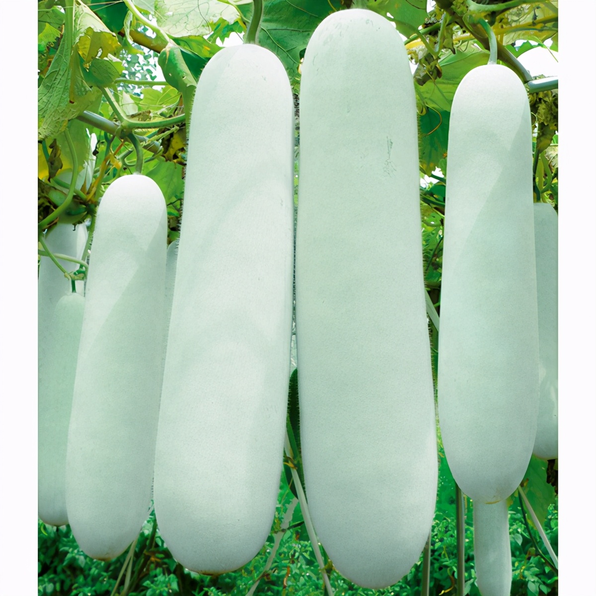 這個(gè)冬瓜品種放1年不壞，口感脆甜，多年科研就為打造這1個(gè)爆品
