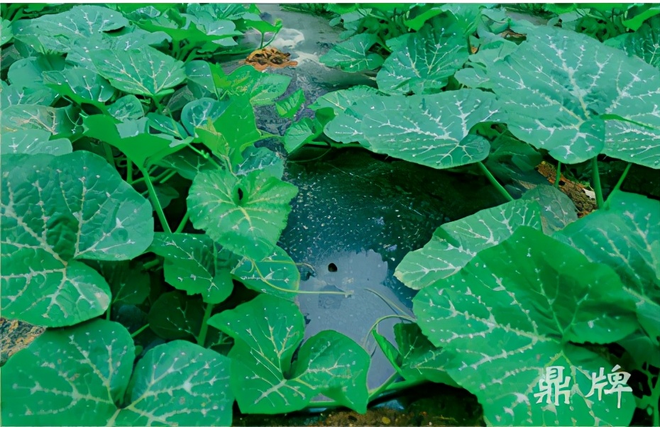 種這種綠葉菜，栽培輕松，畝產(chǎn)值過(guò)萬(wàn)元，菜農(nóng)表示很劃算