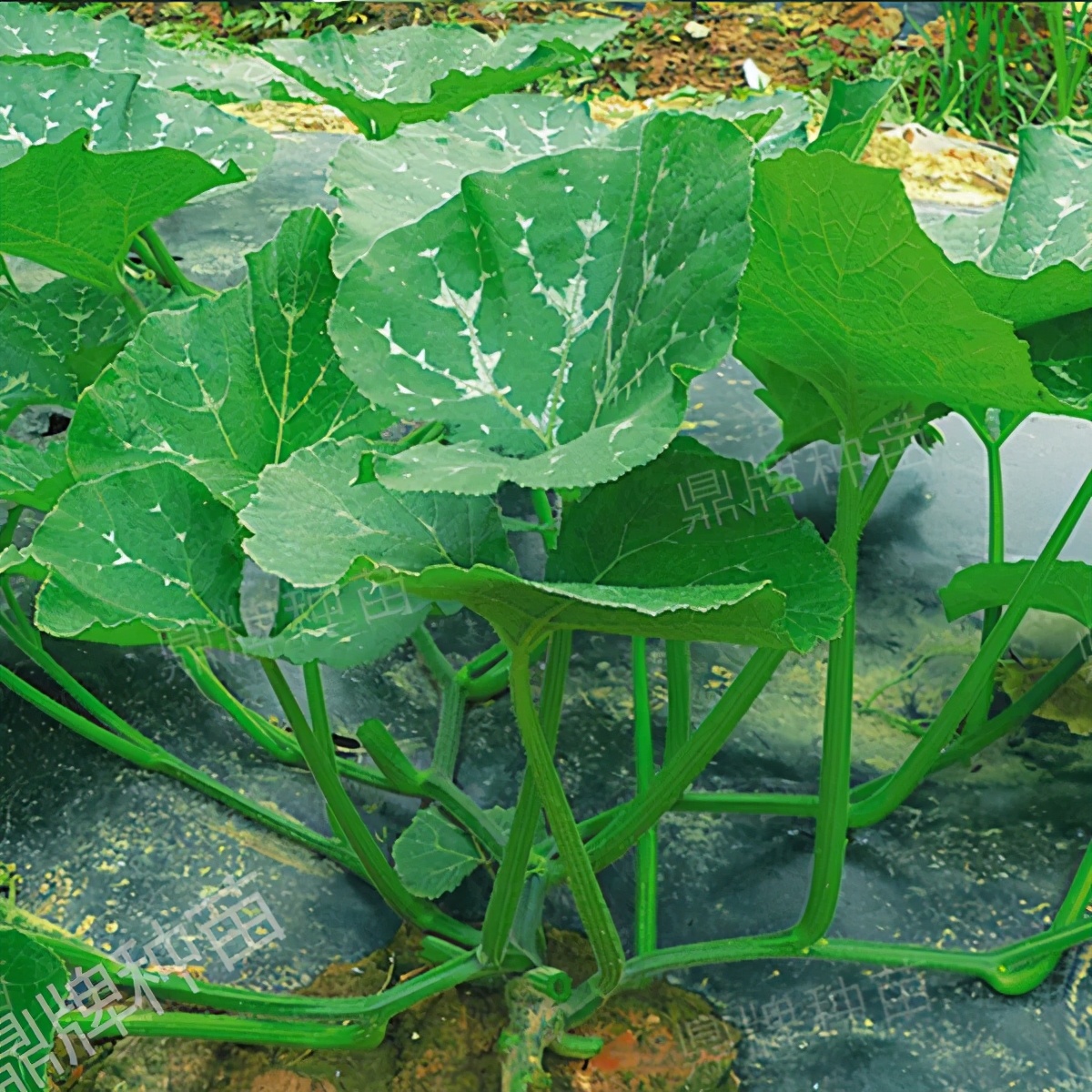 種這種綠葉菜，栽培輕松，畝產(chǎn)值過(guò)萬(wàn)元，菜農(nóng)表示很劃算