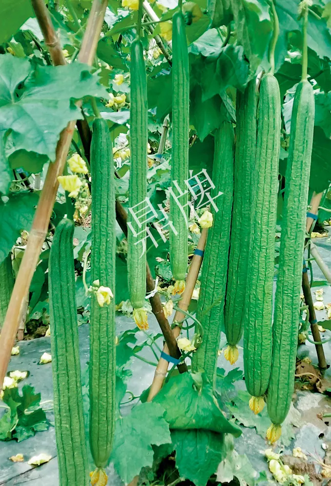 它是絲瓜種植戶的新選擇，節(jié)節(jié)有瓜，瓜長而不彎曲