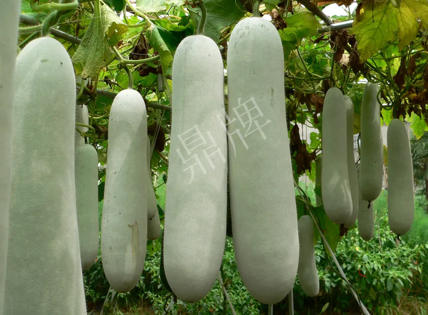 這個(gè)品種太優(yōu)秀了！耐儲耐運(yùn)，適合大面積種植，菜農(nóng)瓜販都喜歡