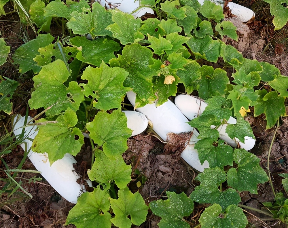 這個(gè)品種太優(yōu)秀了！耐儲耐運(yùn)，適合大面積種植，菜農(nóng)瓜販都喜歡