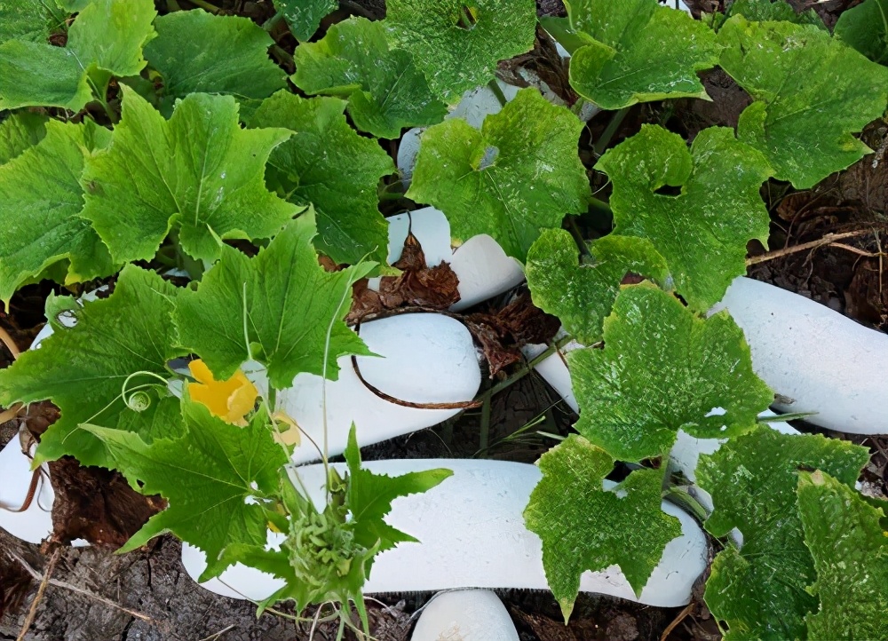 這個(gè)品種太優(yōu)秀了！耐儲耐運(yùn)，適合大面積種植，菜農(nóng)瓜販都喜歡
