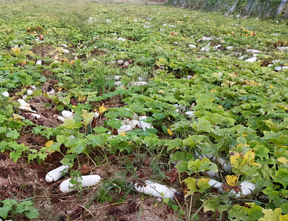 這個(gè)品種太優(yōu)秀了！耐儲耐運(yùn)，適合大面積種植，菜農(nóng)瓜販都喜歡