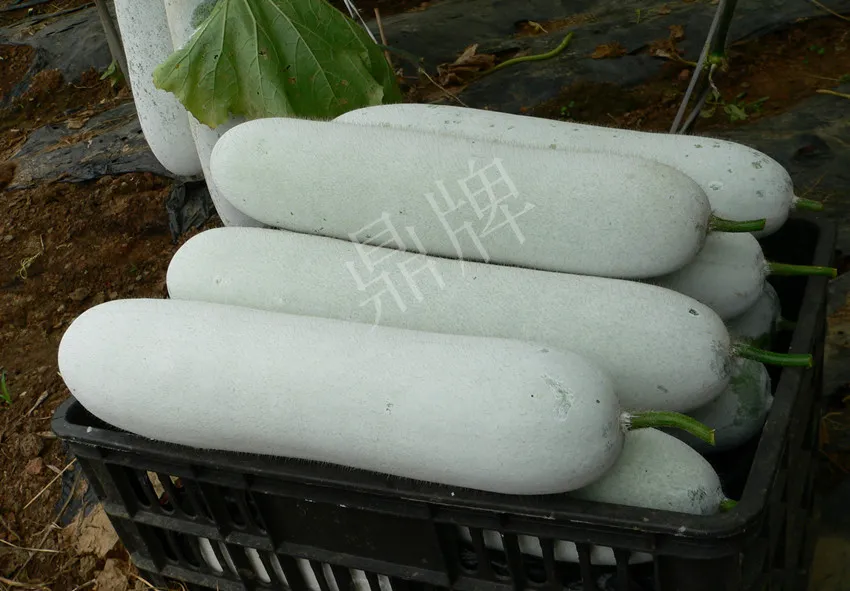 這個(gè)品種太優(yōu)秀了！耐儲耐運(yùn)，適合大面積種植，菜農(nóng)瓜販都喜歡