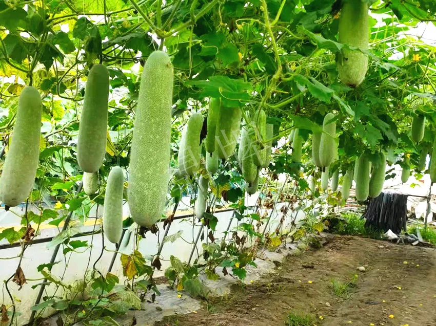 什么品種的冬瓜按個(gè)買(mǎi)？?jī)r(jià)格是同期黑皮冬瓜五倍