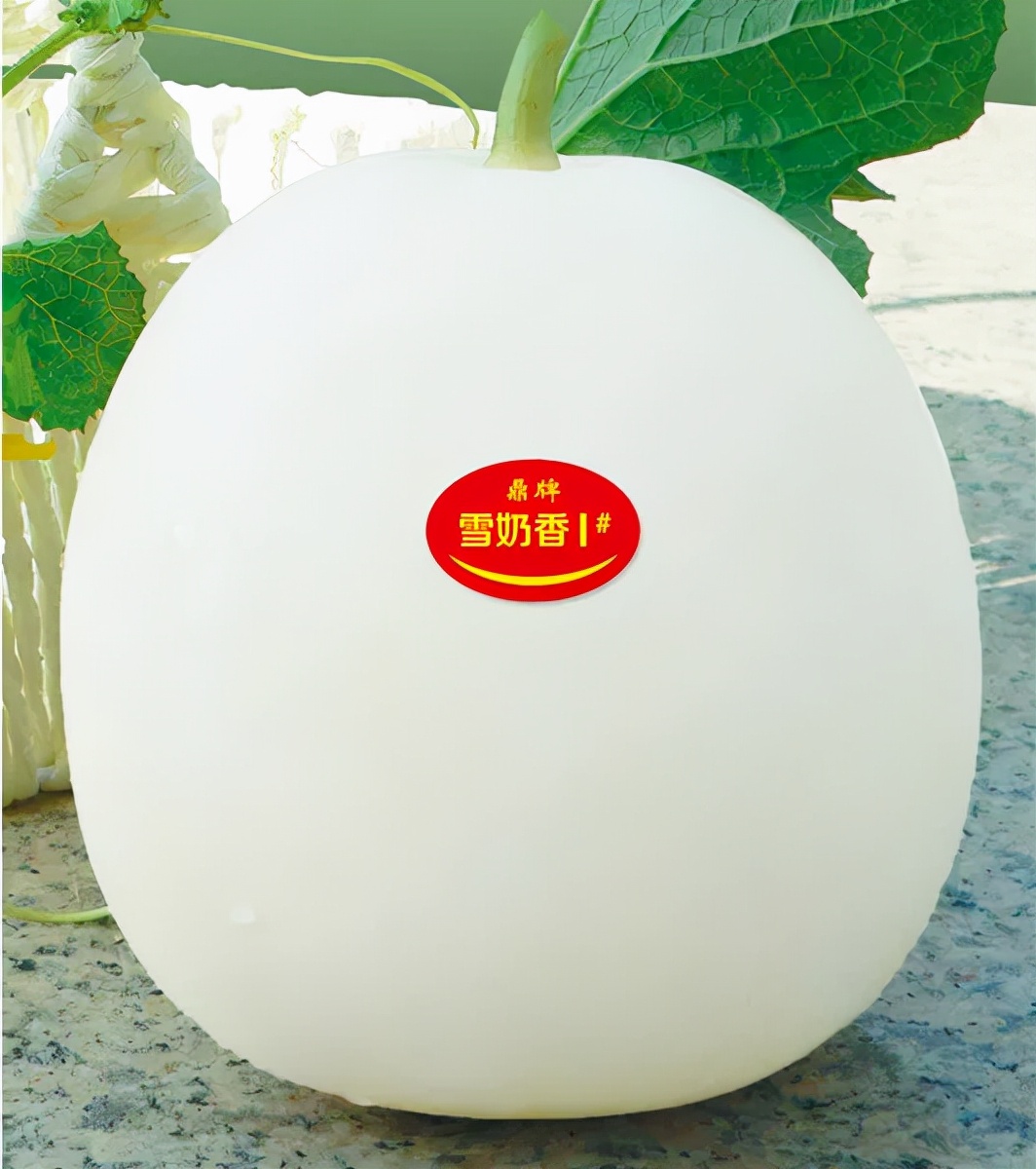 河南焦作的李向林今年種植甜瓜新品種，客戶直接拉貨走人