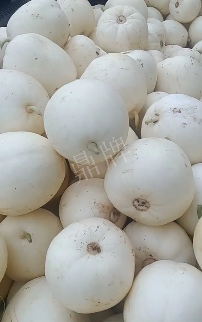 河南焦作的李向林今年種植甜瓜新品種，客戶直接拉貨走人