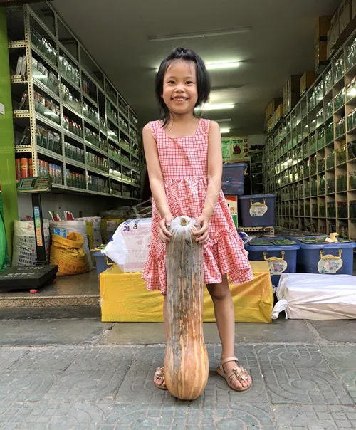 四川農(nóng)戶今年種“健美蜜本”南瓜產(chǎn)量高，品質(zhì)好，感覺巴適得很
