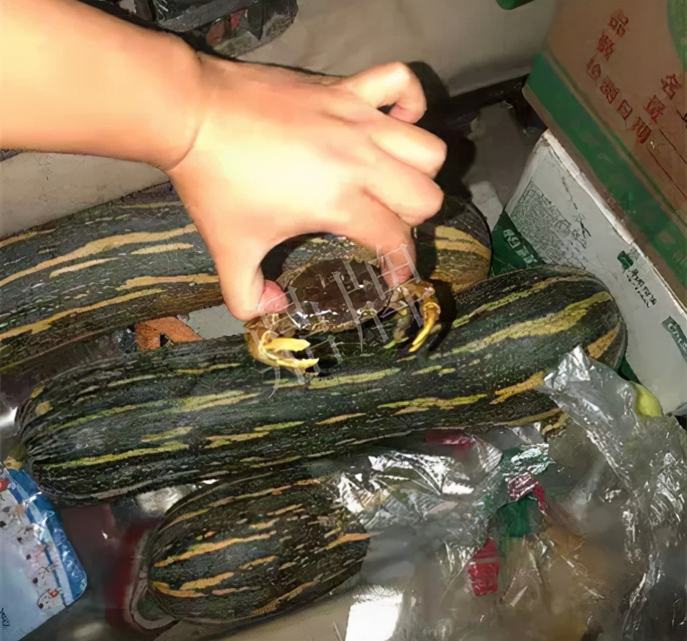 四川農(nóng)戶今年種“健美蜜本”南瓜產(chǎn)量高，品質(zhì)好，感覺巴適得很
