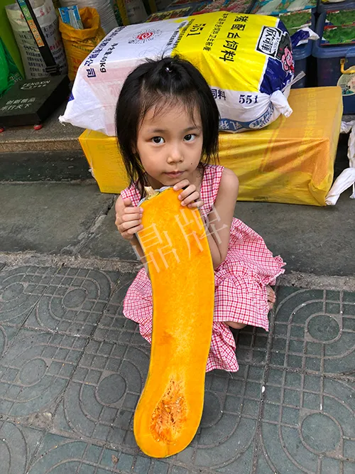 四川農(nóng)戶今年種“健美蜜本”南瓜產(chǎn)量高，品質(zhì)好，感覺巴適得很