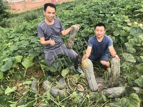 四川農(nóng)戶今年種“健美蜜本”南瓜產(chǎn)量高，品質(zhì)好，感覺巴適得很