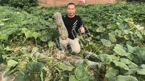 四川農(nóng)戶今年種“健美蜜本”南瓜產(chǎn)量高，品質(zhì)好，感覺巴適得很