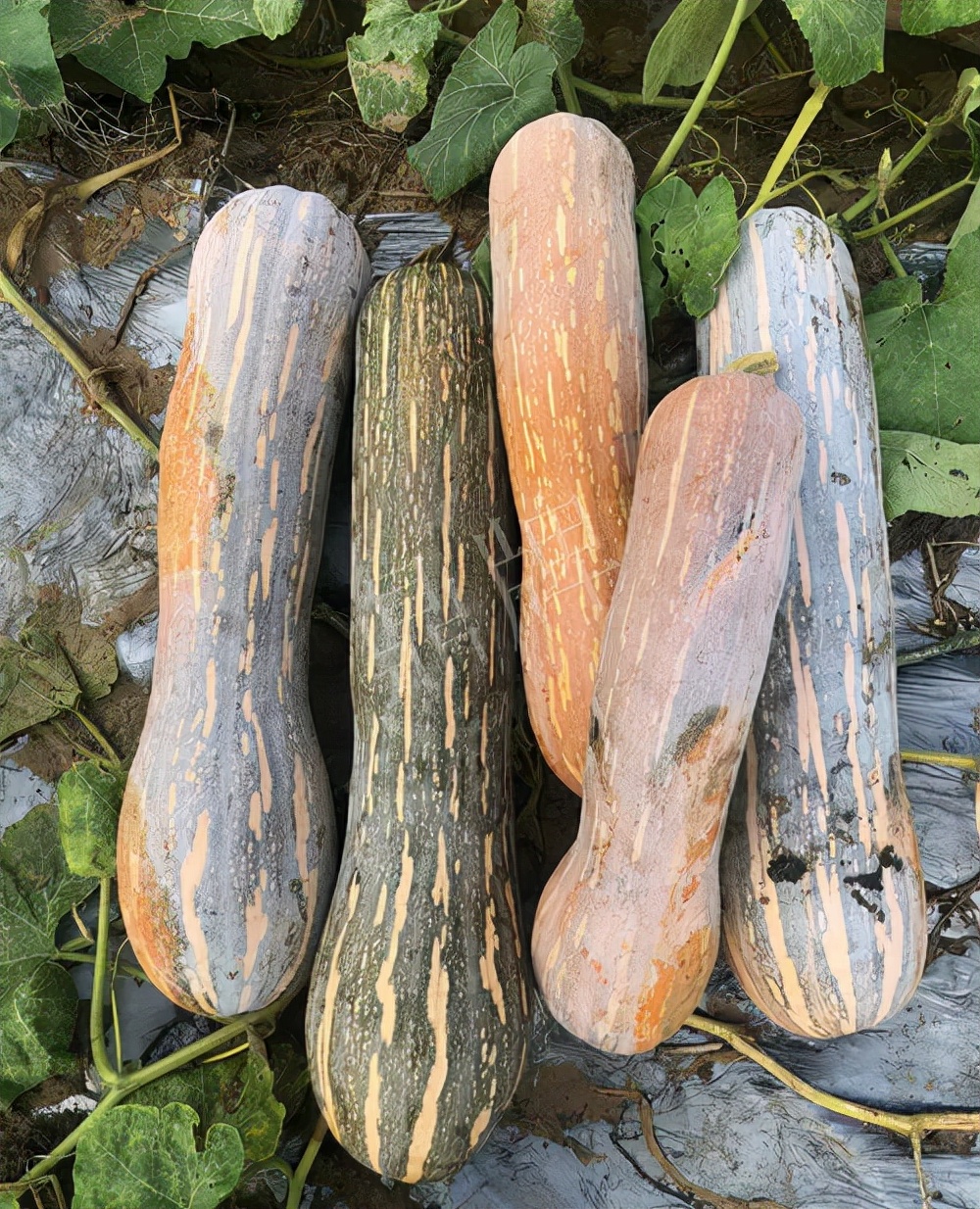 四川農(nóng)戶今年種“健美蜜本”南瓜產(chǎn)量高，品質(zhì)好，感覺巴適得很